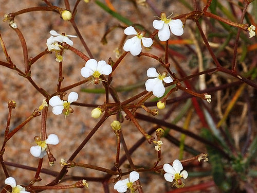 Stylidium divaricatum